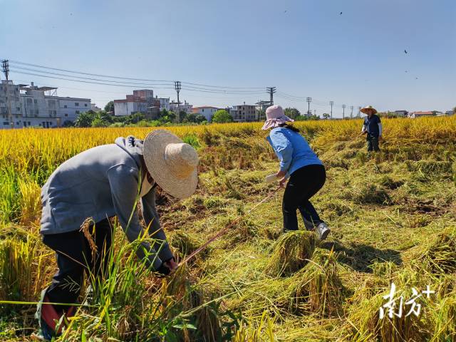 超聲種子增產預處理后，廣東興寧雙季絲苗香米突破畝產1446.18公斤，再創世界紀錄！